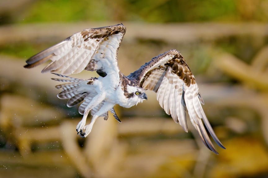 Osprey - a feathered predator, Belize