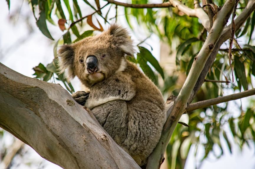 Koala in Great Otway National Park, Victoria