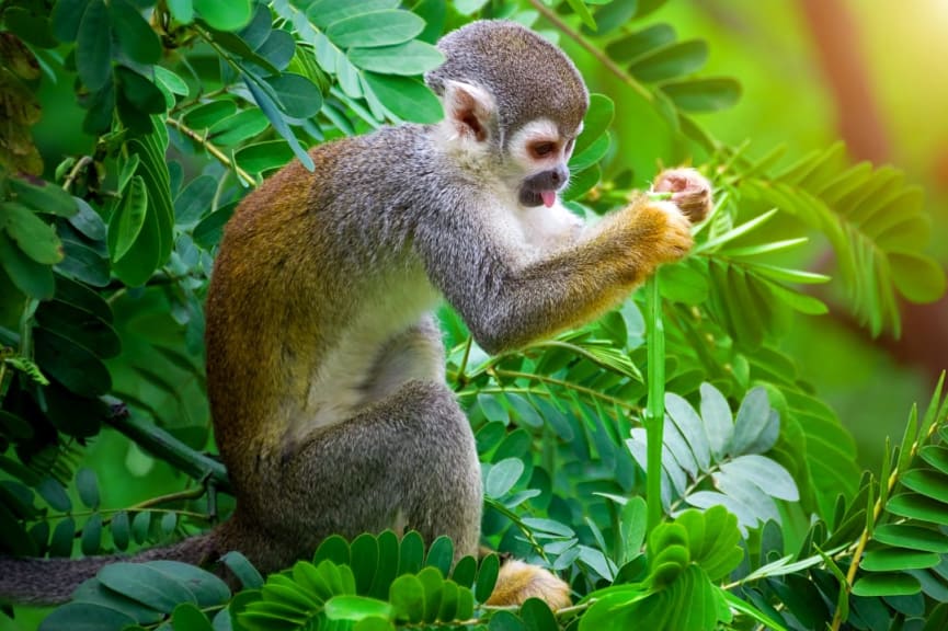 Squirrel monkey in the Ecuadorian Amazon