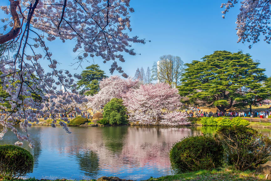 Shinjuku Gyoen park in Tokyo, Japan