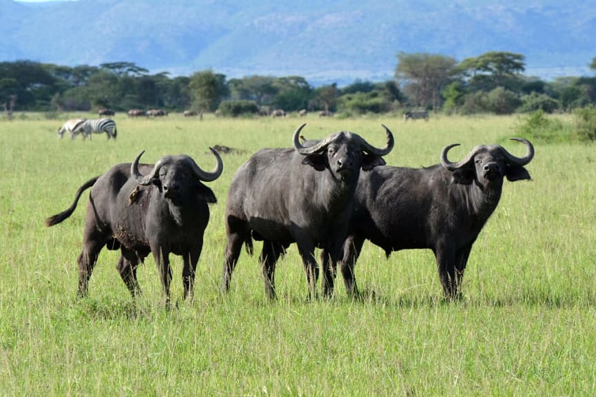 Buffalo in Ngorongoro Crater, Tanzania