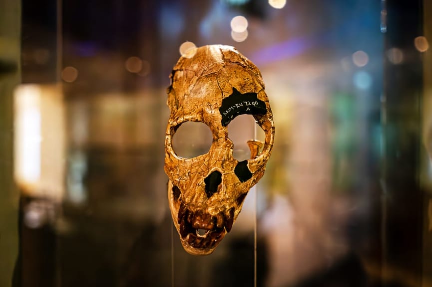 Hominid Skull Room at the Nairobi National Museum in Kenya