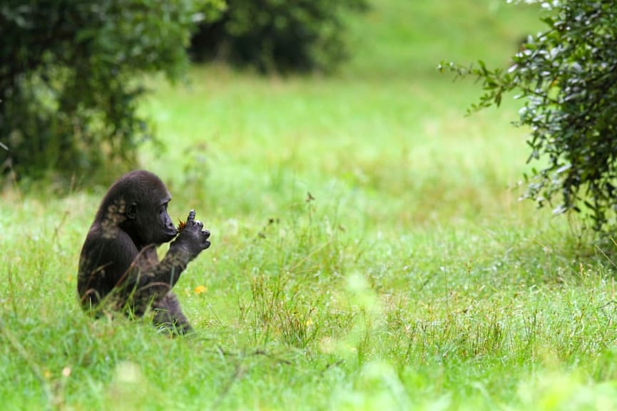 Baby gorilla in Rwanda