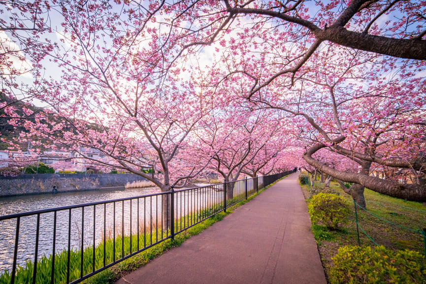 Cherry blossoms in Kawazu, Shizuoka