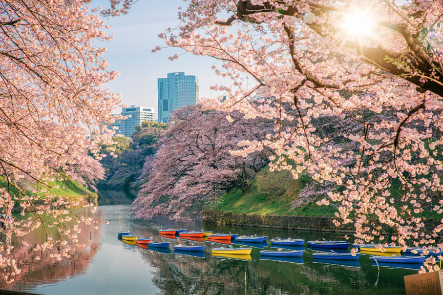 Cherry blossoms along the canal with colorful boats Chidorigafuchi Park in Tokyo, Japan