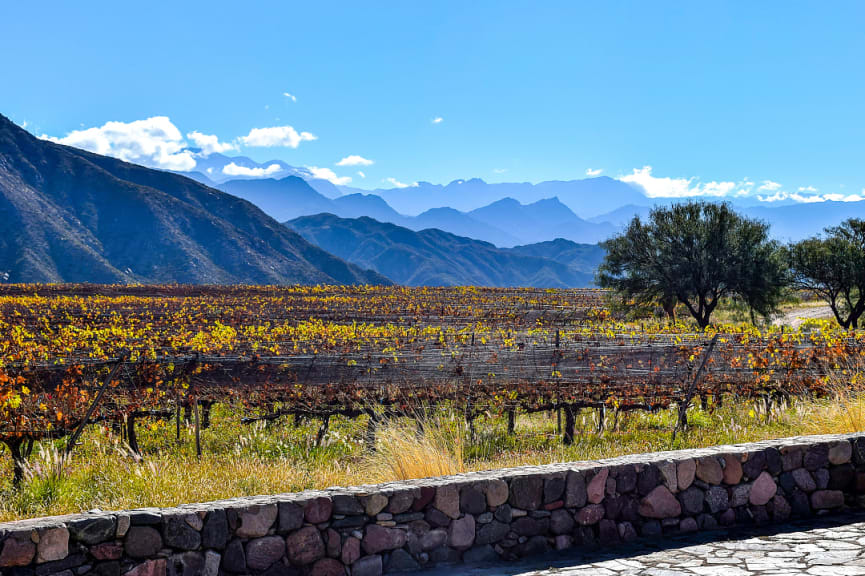 Vineyards in the La Rioja Region of Argentina