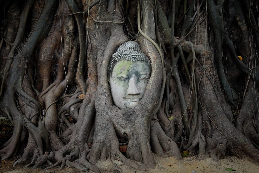 Head of Buddha statue in the tree roots at Wat Mahathat Temple, Ayutthaya, Thailand