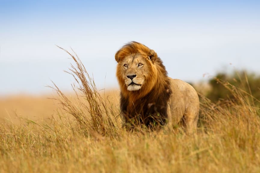 Lion in the golden grass plains of Masai Mara, Kenya