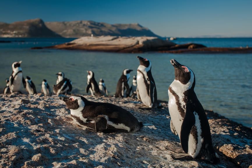 Group of African Penguins at Boulder Beach in Simon’s Town, Greater Cape Town, South Africa