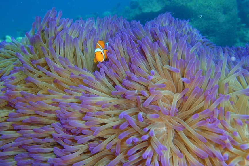 Clownfish in anemone at Mackay Reef, Great Barrier Reef, QLD Australia's Great Barrier Reef