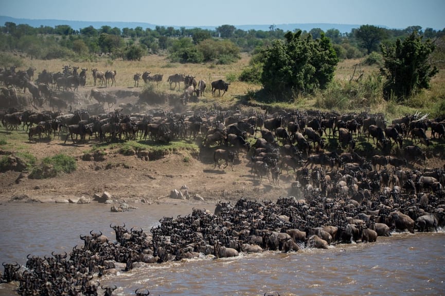 Wildebeest river crossing during the great migration