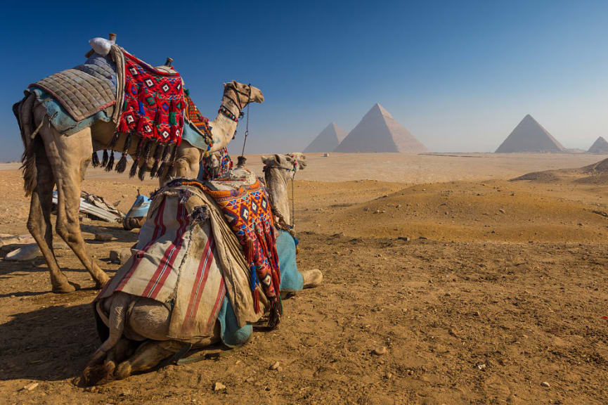 Camels in the Giza Plateau with a view of the pyramids in Egypt