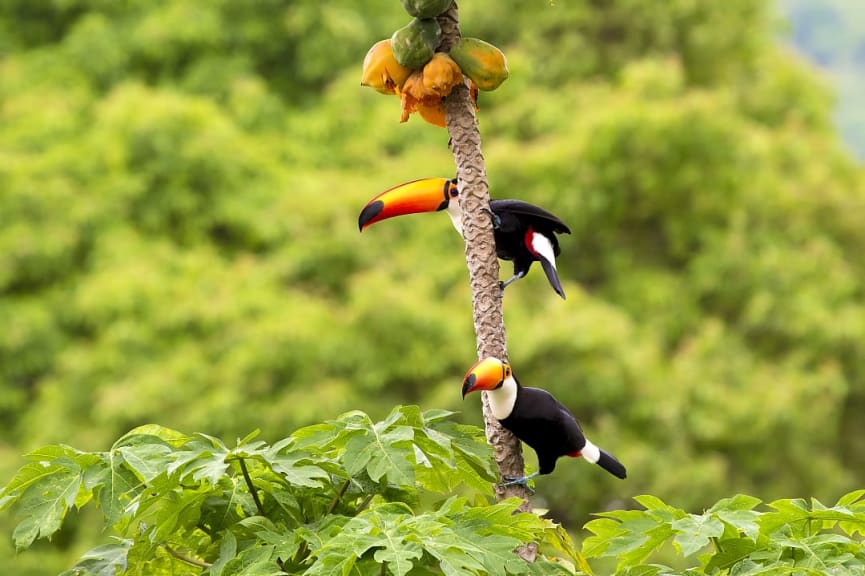 Toucans in the Amazon Rainforest in Brazil