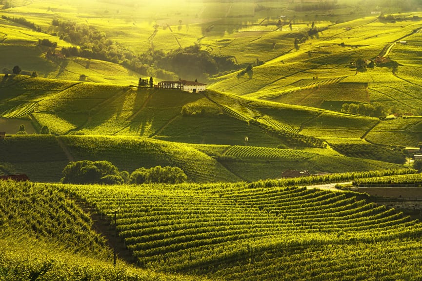 Vineyards in Langhe region of Piedmont, Italy