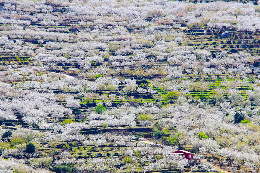 Cherry blossom on the hillside at Jerte Valley, Spain