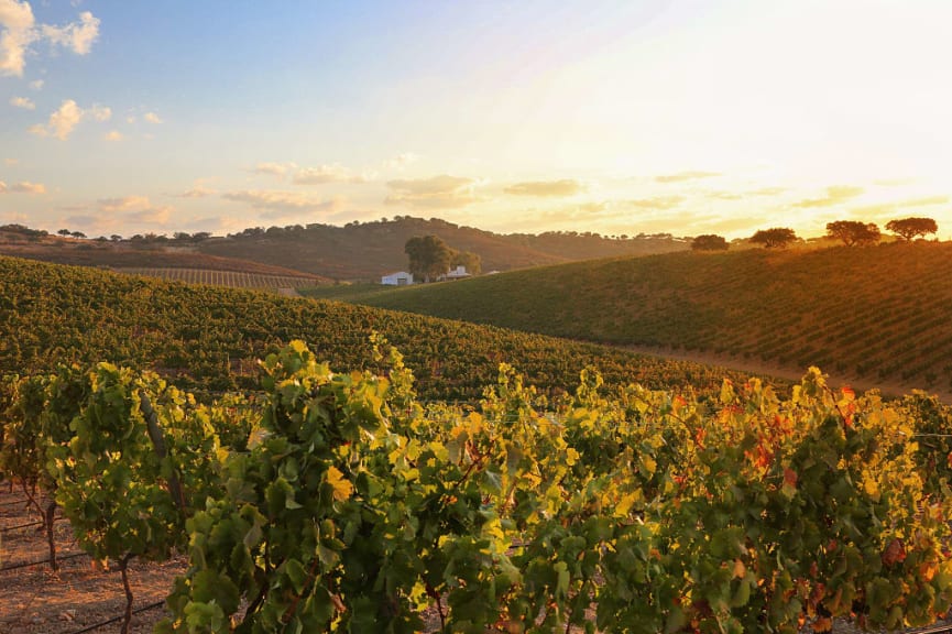 Autumn vineyards in Alentejo, Portugal