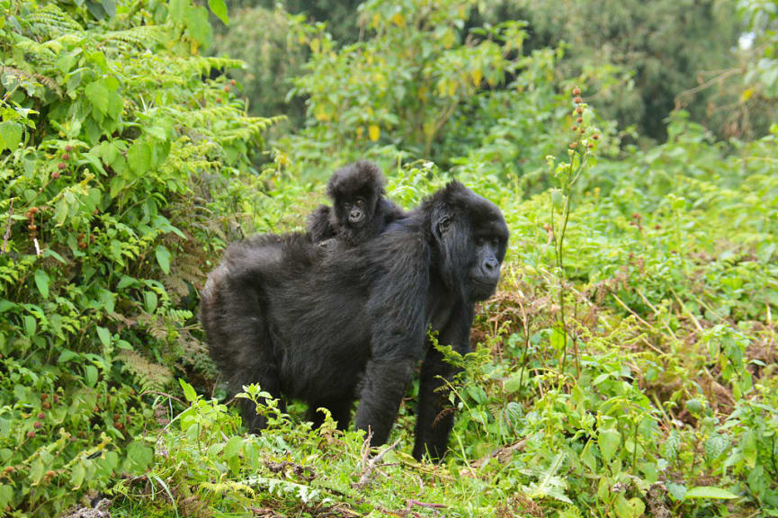 Mother and baby gorilla in the tropical forest of Rwanda