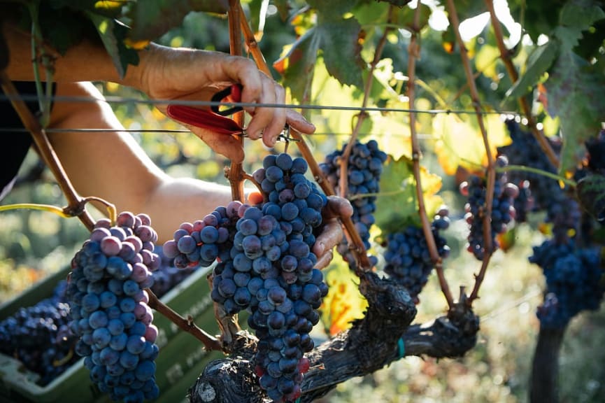 Harvesting,Piedmont, Italy