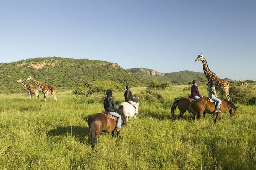 Teen horseback riders ride horses in morning near masai giraffe at the lewa wildlife conservancy in north kenya