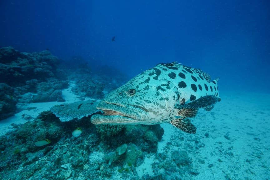 Potato cod at Cod Hole on Ribbon Reef #10 in Australia’s Great Barrier Reef