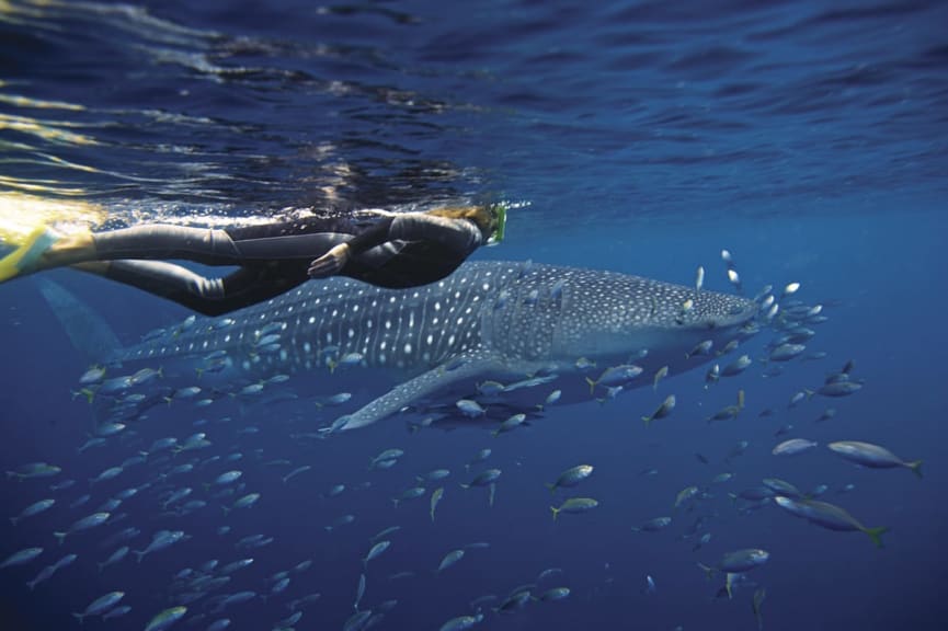 Snorkeling with a whale shark at Ningaloo Reef, Western Australia