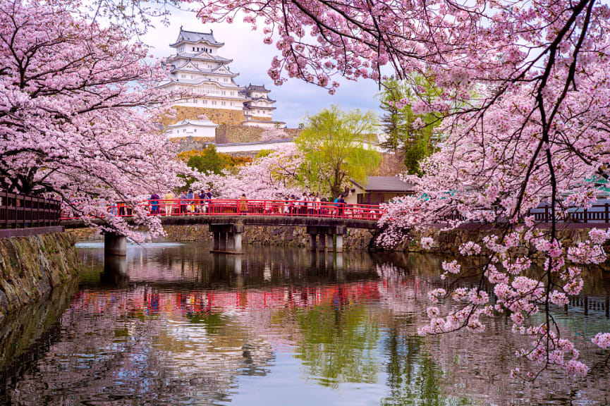 Himeji Castle with beautiful cherry blossom during spring season in Himeji, Japan