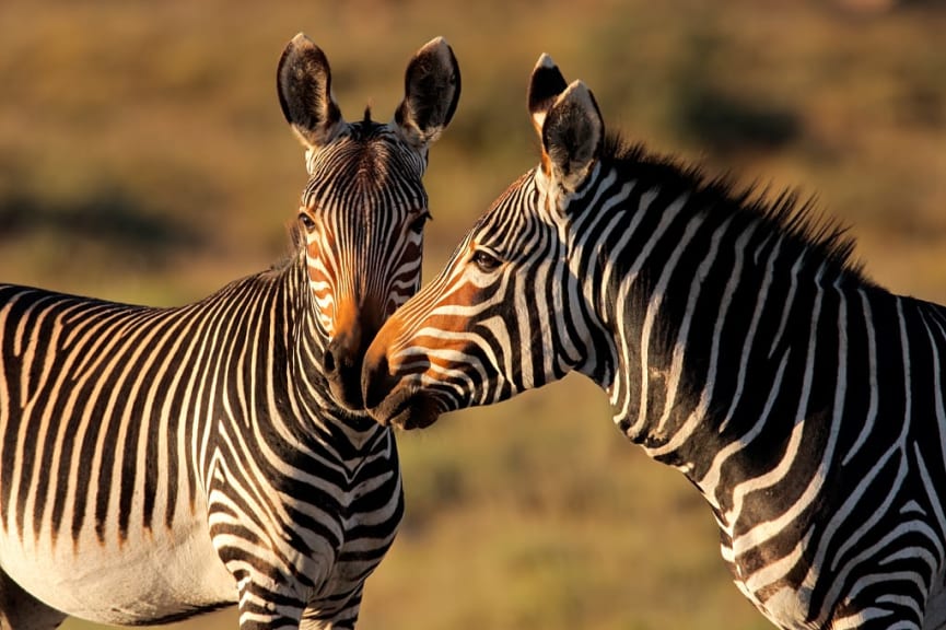 Cape mountain zebras in South Africa