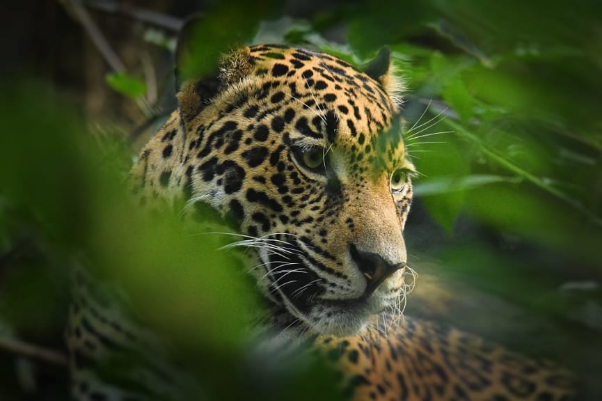 Jaguar in the Colombian jungle