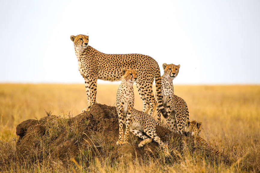 Cheetahs in the Serengeti