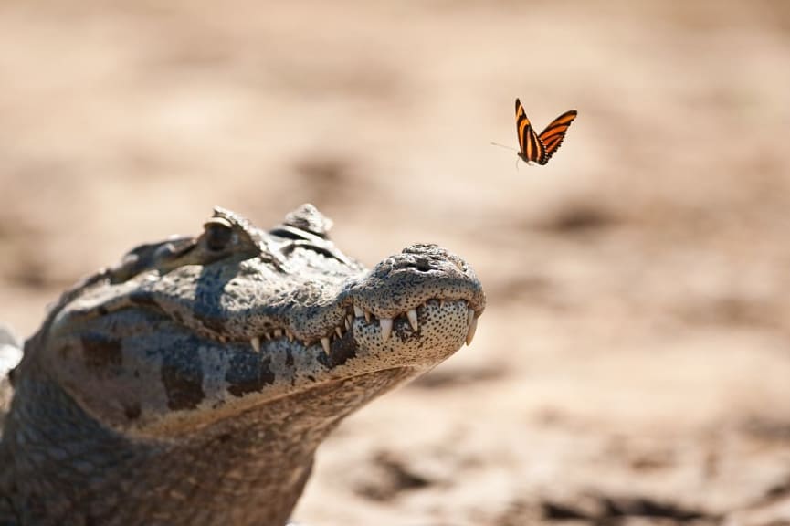 Cayman and butterfly in Pantanal, Brazil.