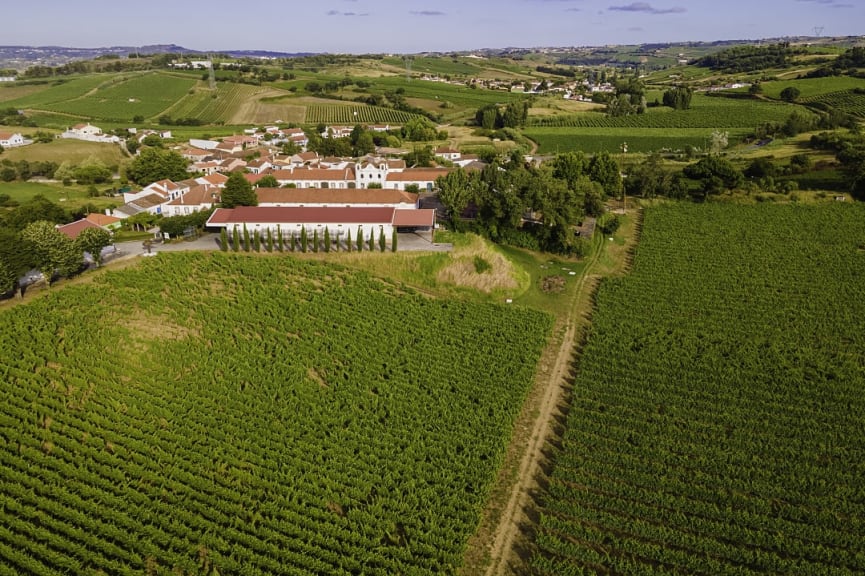 Aerial view of vineyards in the Lisbon wine region of Portugal