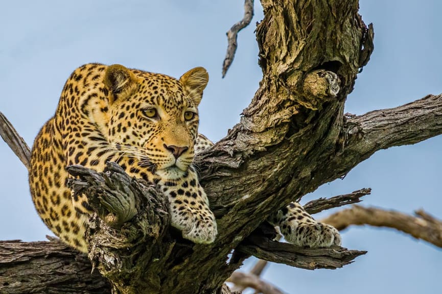 Leopard in tree at the Okavango Delta in Botswana 