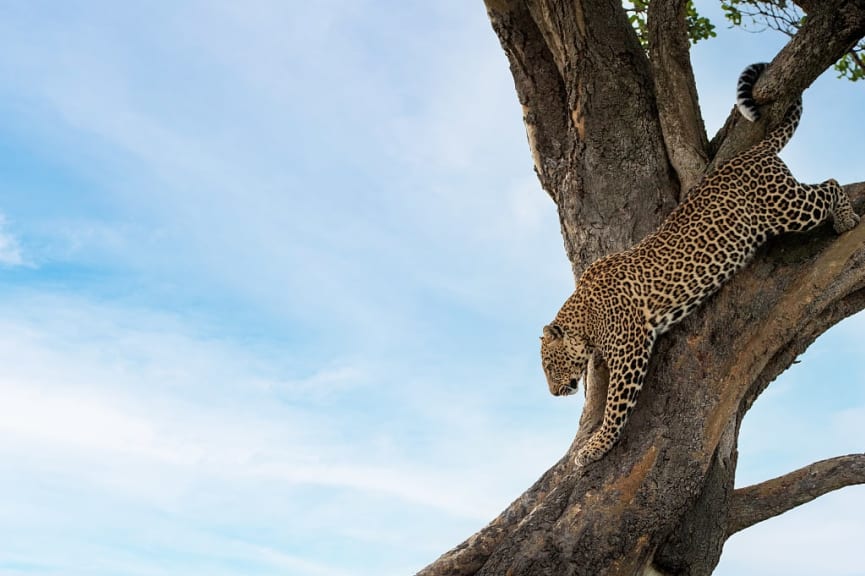 Leopard in Serengeti National Park, Tanzania