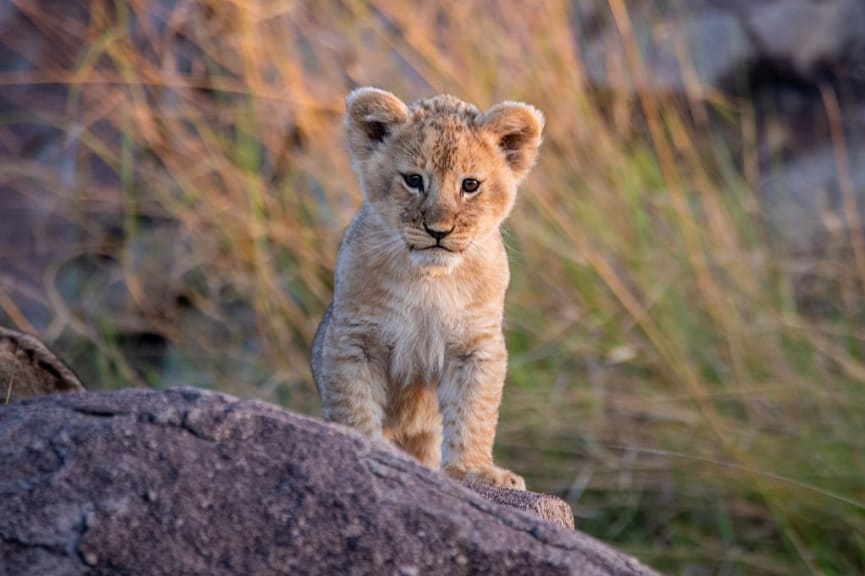 Lion cub in Tanzania