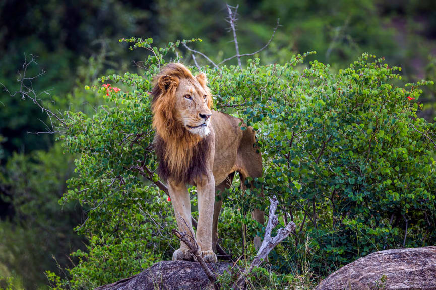 Lion in Kruger National Park, South Africa