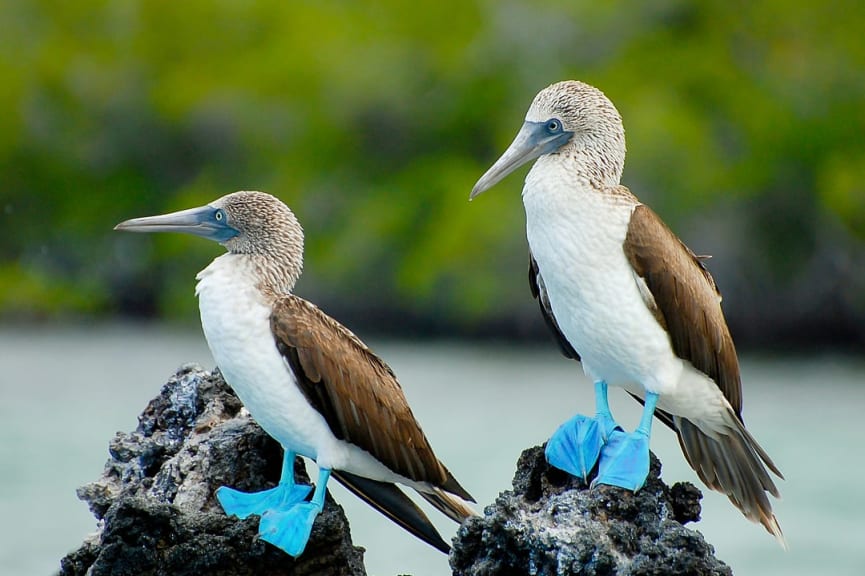 Blue-footed boobies, one of the most famous birds of the Galapagos islands