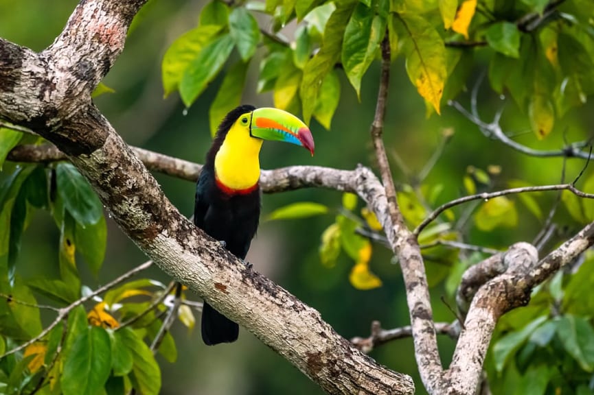 Toucan in Belize