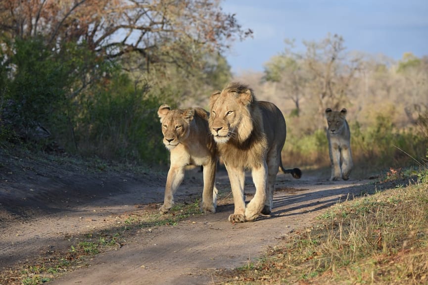 Lion pride walking on jeep road in Sabi Sands, South Africa