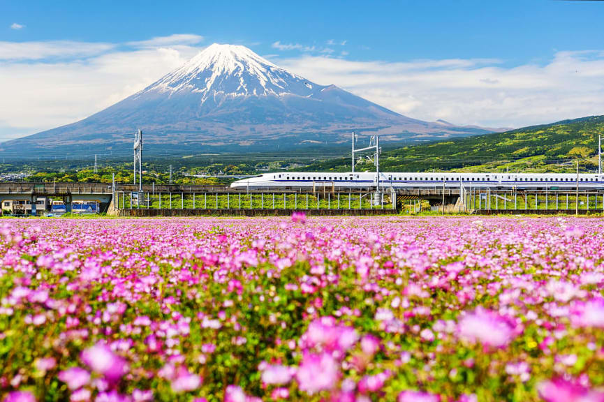 Bullet train with Mt. Fuji and shibazakura during spring in Shizuoka, japan