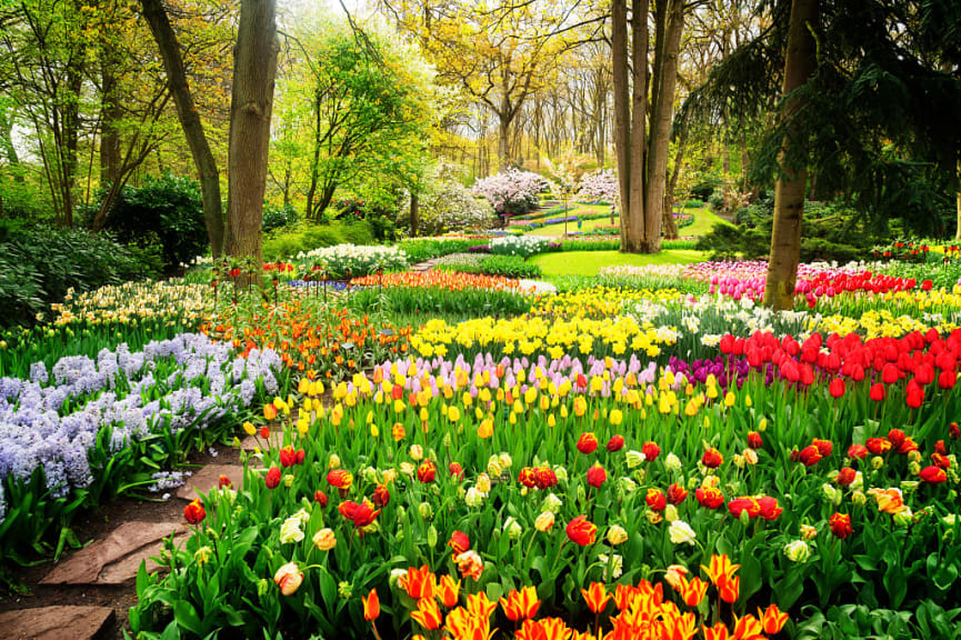 Beautiful and colorful garden in Netherlands