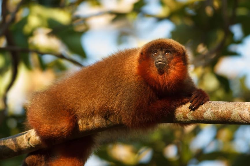 Titi monkey in Tambopata National Reserve, Peru