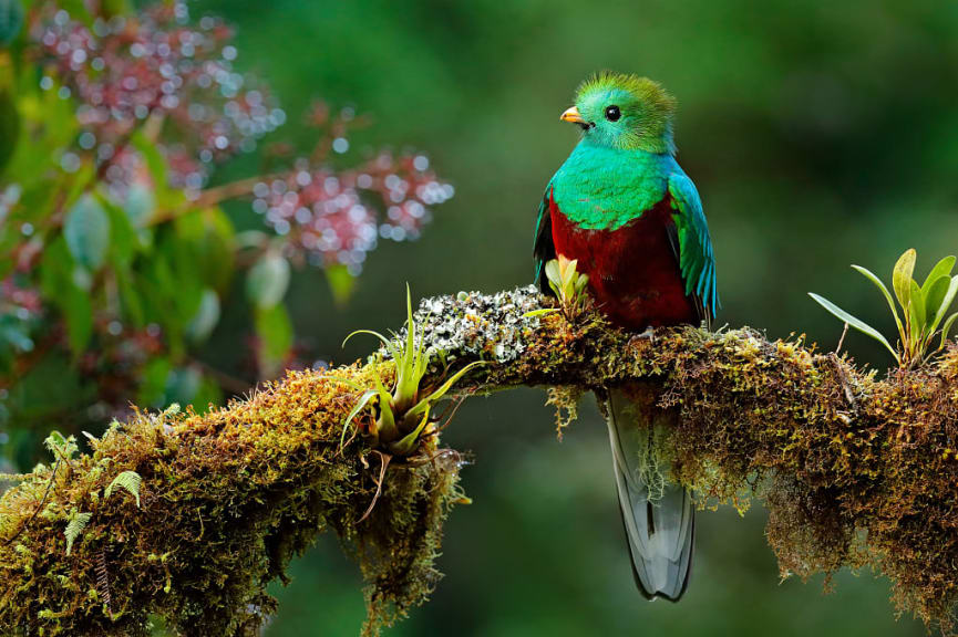 Resplendent quetzal, an inhabitant of the rainforest of Costa Rica