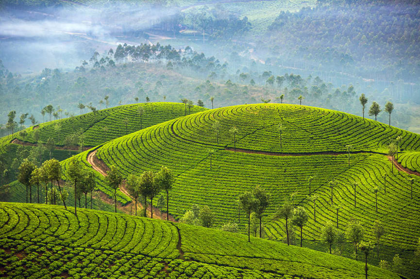 Tea plantations in Munnar, Sri Lanka