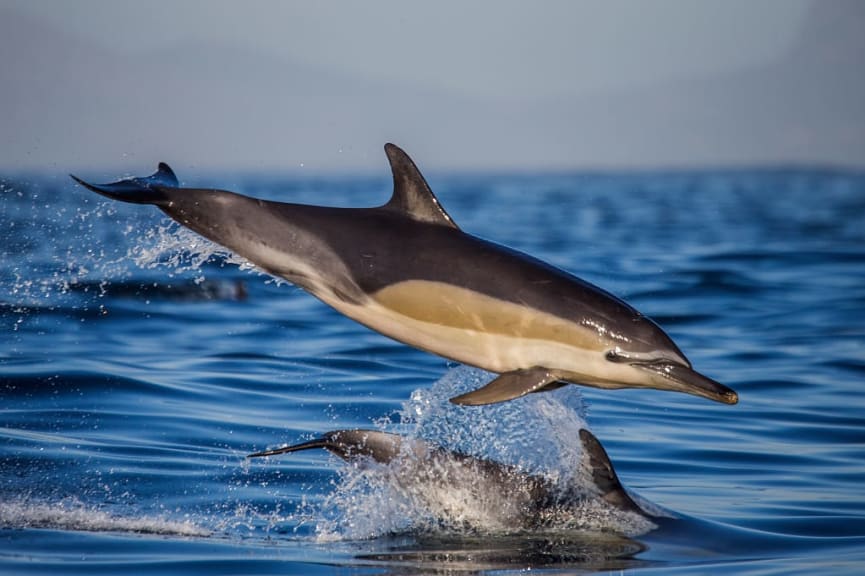 Dolphins in the waters of the Indian Ocean, Zanzibar, Africa