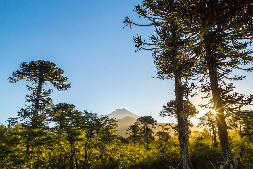 View though the trees from the trail at Conguillio National Park, Chile