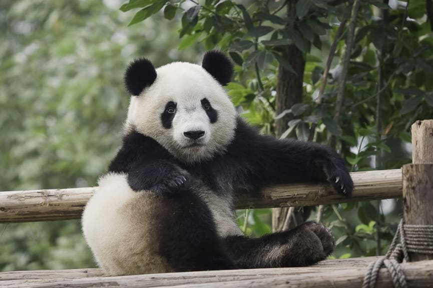 Panda sitting on wooden posts at Bifengxia Giant Panda Base in China at 