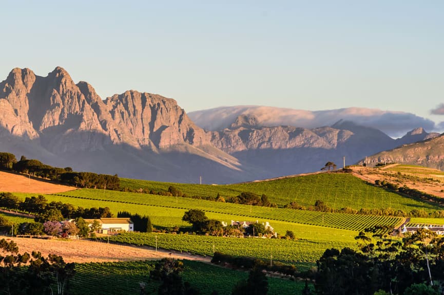 Vineyard in Stellenbosch, South Africa