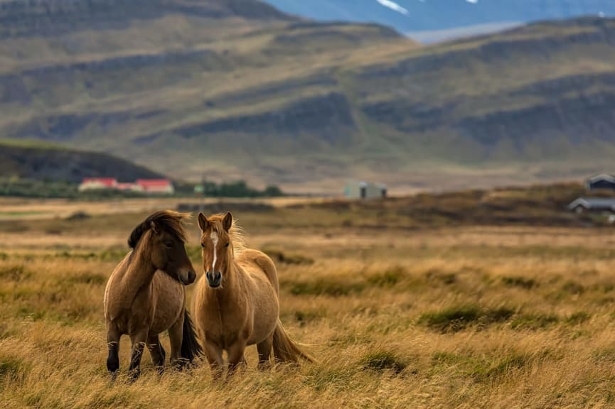 Horses in the field, Iceland