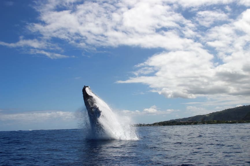 Humback whale breaching the surface in French Polynesia