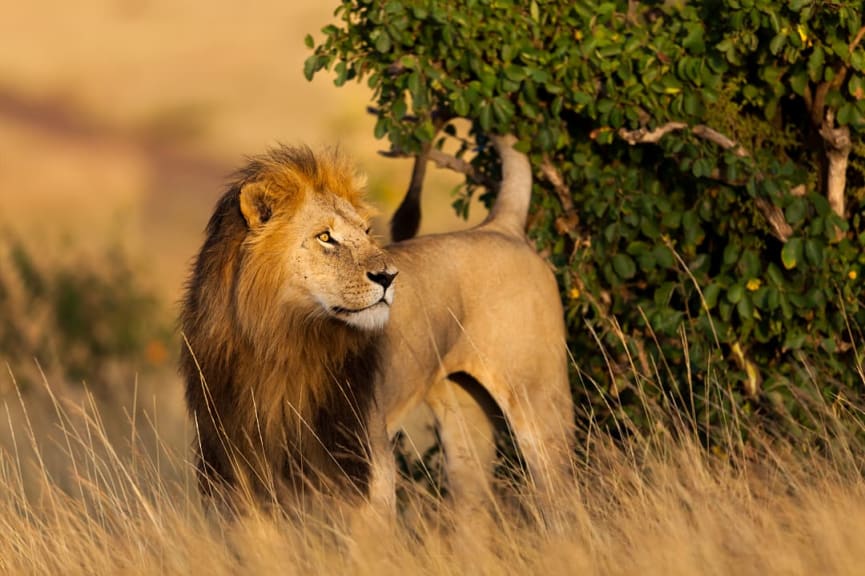 Lion in Masai Mara National Reserve